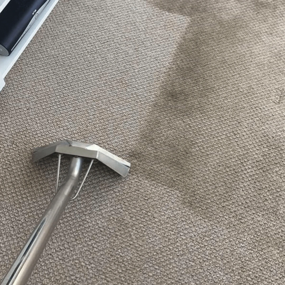 Extraction wand cleaning a soiled beige carpet